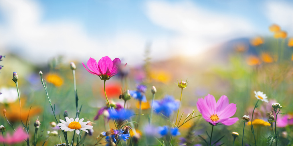 idyllic meadow scene with colourful wildflowers